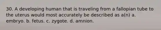 30. A developing human that is traveling from a fallopian tube to the uterus would most accurately be described as a(n) a. embryo. b. fetus. c. zygote. d. amnion.