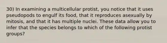 30) In examining a multicellular protist, you notice that it uses pseudopods to engulf its food, that it reproduces asexually by mitosis, and that it has multiple nuclei. These data allow you to infer that the species belongs to which of the following protist groups?