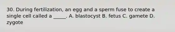 30. During fertilization, an egg and a sperm fuse to create a single cell called a _____. A. blastocyst B. fetus C. gamete D. zygote