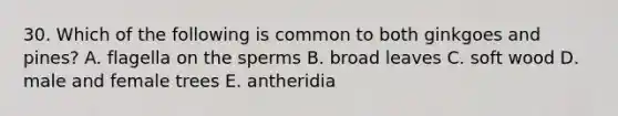 30. Which of the following is common to both ginkgoes and pines? A. flagella on the sperms B. broad leaves C. soft wood D. male and female trees E. antheridia