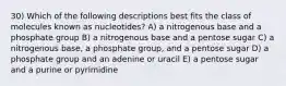 30) Which of the following descriptions best fits the class of molecules known as nucleotides? A) a nitrogenous base and a phosphate group B) a nitrogenous base and a pentose sugar C) a nitrogenous base, a phosphate group, and a pentose sugar D) a phosphate group and an adenine or uracil E) a pentose sugar and a purine or pyrimidine