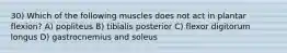 30) Which of the following muscles does not act in plantar flexion? A) popliteus B) tibialis posterior C) flexor digitorum longus D) gastrocnemius and soleus