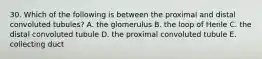 30. Which of the following is between the proximal and distal convoluted tubules? A. the glomerulus B. the loop of Henle C. the distal convoluted tubule D. the proximal convoluted tubule E. collecting duct