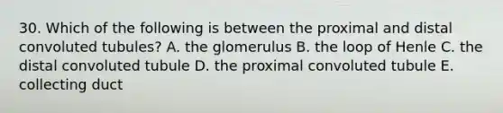 30. Which of the following is between the proximal and distal convoluted tubules? A. the glomerulus B. the loop of Henle C. the distal convoluted tubule D. the proximal convoluted tubule E. collecting duct