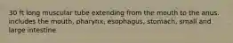 30 ft long muscular tube extending from the mouth to the anus. includes the mouth, pharynx, esophagus, stomach, small and large intestine