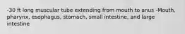 -30 ft long muscular tube extending from mouth to anus -Mouth, pharynx, esophagus, stomach, small intestine, and large intestine