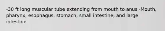 -30 ft long muscular tube extending from mouth to anus -Mouth, pharynx, esophagus, stomach, small intestine, and large intestine