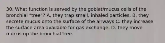 30. What function is served by the goblet/mucus cells of the bronchial "tree"? A. they trap small, inhaled particles. B. they secrete mucus onto the surface of the airways C. they increase the surface area available for gas exchange. D. they move mucus up the bronchial tree.