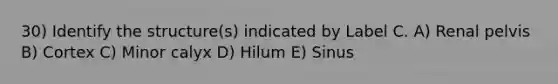 30) Identify the structure(s) indicated by Label C. A) Renal pelvis B) Cortex C) Minor calyx D) Hilum E) Sinus