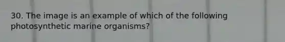 30. The image is an example of which of the following photosynthetic marine organisms?