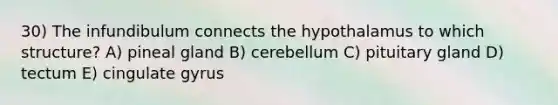 30) The infundibulum connects the hypothalamus to which structure? A) pineal gland B) cerebellum C) pituitary gland D) tectum E) cingulate gyrus