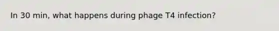 In 30 min, what happens during phage T4 infection?