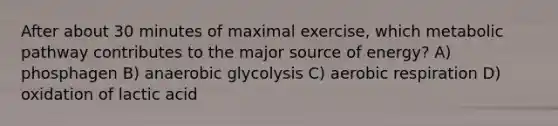 After about 30 minutes of maximal exercise, which metabolic pathway contributes to the major source of energy? A) phosphagen B) anaerobic glycolysis C) aerobic respiration D) oxidation of lactic acid