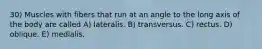30) Muscles with fibers that run at an angle to the long axis of the body are called A) lateralis. B) transversus. C) rectus. D) oblique. E) medialis.