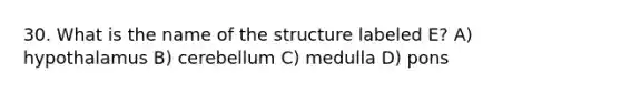 30. What is the name of the structure labeled E? A) hypothalamus B) cerebellum C) medulla D) pons