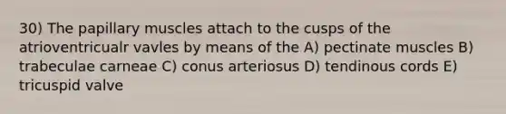 30) The papillary muscles attach to the cusps of the atrioventricualr vavles by means of the A) pectinate muscles B) trabeculae carneae C) conus arteriosus D) tendinous cords E) tricuspid valve