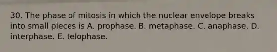 30. The phase of mitosis in which the nuclear envelope breaks into small pieces is A. prophase. B. metaphase. C. anaphase. D. interphase. E. telophase.