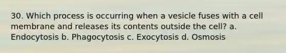 30. Which process is occurring when a vesicle fuses with a cell membrane and releases its contents outside the cell? a. Endocytosis b. Phagocytosis c. Exocytosis d. Osmosis