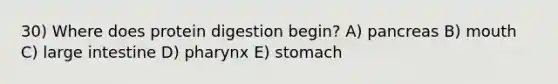 30) Where does protein digestion begin? A) pancreas B) mouth C) large intestine D) pharynx E) stomach