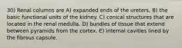 30) Renal columns are A) expanded ends of the ureters. B) the basic functional units of the kidney. C) conical structures that are located in the renal medulla. D) bundles of tissue that extend between pyramids from the cortex. E) internal cavities lined by the fibrous capsule.