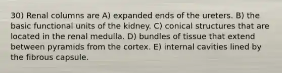 30) Renal columns are A) expanded ends of the ureters. B) the basic functional units of the kidney. C) conical structures that are located in the renal medulla. D) bundles of tissue that extend between pyramids from the cortex. E) internal cavities lined by the fibrous capsule.