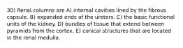 30) Renal columns are A) internal cavities lined by the fibrous capsule. B) expanded ends of the ureters. C) the basic functional units of the kidney. D) bundles of tissue that extend between pyramids from the cortex. E) conical structures that are located in the renal medulla.