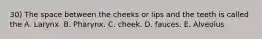 30) The space between the cheeks or lips and the teeth is called the A. Larynx. B. Pharynx. C. cheek. D. fauces. E. Alveolus