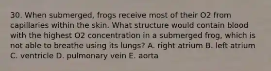 30. When submerged, frogs receive most of their O2 from capillaries within the skin. What structure would contain blood with the highest O2 concentration in a submerged frog, which is not able to breathe using its lungs? A. right atrium B. left atrium C. ventricle D. pulmonary vein E. aorta