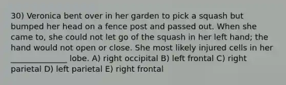 30) Veronica bent over in her garden to pick a squash but bumped her head on a fence post and passed out. When she came to, she could not let go of the squash in her left hand; the hand would not open or close. She most likely injured cells in her ______________ lobe. A) right occipital B) left frontal C) right parietal D) left parietal E) right frontal