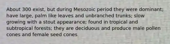 About 300 exist, but during Mesozoic period they were dominant; have large, palm like leaves and unbranched trunks; slow growing with a stout appearance; found in tropical and subtropical forests; they are deciduous and produce male pollen cones and female seed cones