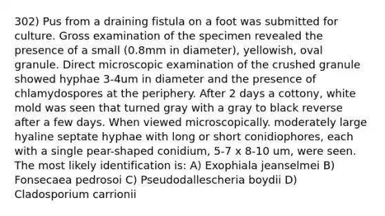 302) Pus from a draining fistula on a foot was submitted for culture. Gross examination of the specimen revealed the presence of a small (0.8mm in diameter), yellowish, oval granule. Direct microscopic examination of the crushed granule showed hyphae 3-4um in diameter and the presence of chlamydospores at the periphery. After 2 days a cottony, white mold was seen that turned gray with a gray to black reverse after a few days. When viewed microscopically. moderately large hyaline septate hyphae with long or short conidiophores, each with a single pear-shaped conidium, 5-7 x 8-10 um, were seen. The most likely identification is: A) Exophiala jeanselmei B) Fonsecaea pedrosoi C) Pseudodallescheria boydii D) Cladosporium carrionii