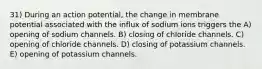 31) During an action potential, the change in membrane potential associated with the influx of sodium ions triggers the A) opening of sodium channels. B) closing of chloride channels. C) opening of chloride channels. D) closing of potassium channels. E) opening of potassium channels.