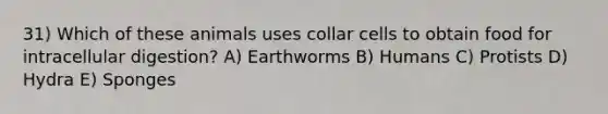 31) Which of these animals uses collar cells to obtain food for intracellular digestion? A) Earthworms B) Humans C) Protists D) Hydra E) Sponges