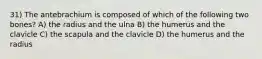 31) The antebrachium is composed of which of the following two bones? A) the radius and the ulna B) the humerus and the clavicle C) the scapula and the clavicle D) the humerus and the radius