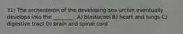 31) The archenteron of the developing sea urchin eventually develops into the ________. A) blastocoel B) heart and lungs C) digestive tract D) brain and spinal cord