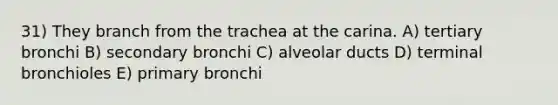 31) They branch from the trachea at the carina. A) tertiary bronchi B) secondary bronchi C) alveolar ducts D) terminal bronchioles E) primary bronchi