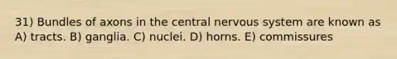 31) Bundles of axons in the central <a href='https://www.questionai.com/knowledge/kThdVqrsqy-nervous-system' class='anchor-knowledge'>nervous system</a> are known as A) tracts. B) ganglia. C) nuclei. D) horns. E) commissures