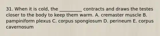 31. When it is cold, the __________ contracts and draws the testes closer to the body to keep them warm. A. cremaster muscle B. pampiniform plexus C. corpus spongiosum D. perineum E. corpus cavernosum