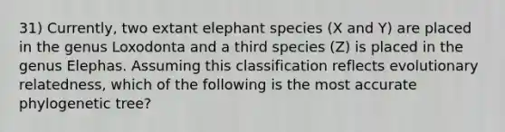 31) Currently, two extant elephant species (X and Y) are placed in the genus Loxodonta and a third species (Z) is placed in the genus Elephas. Assuming this classification reflects evolutionary relatedness, which of the following is the most accurate phylogenetic tree?