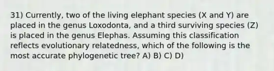 31) Currently, two of the living elephant species (X and Y) are placed in the genus Loxodonta, and a third surviving species (Z) is placed in the genus Elephas. Assuming this classification reflects evolutionary relatedness, which of the following is the most accurate phylogenetic tree? A) B) C) D)