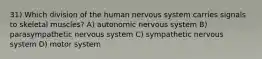 31) Which division of the human nervous system carries signals to skeletal muscles? A) autonomic nervous system B) parasympathetic nervous system C) sympathetic nervous system D) motor system