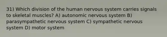 31) Which division of the human nervous system carries signals to skeletal muscles? A) autonomic nervous system B) parasympathetic nervous system C) sympathetic nervous system D) motor system