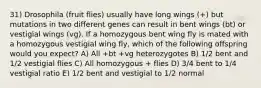 31) Drosophila (fruit flies) usually have long wings (+) but mutations in two different genes can result in bent wings (bt) or vestigial wings (vg). If a homozygous bent wing fly is mated with a homozygous vestigial wing fly, which of the following offspring would you expect? A) All +bt +vg heterozygotes B) 1/2 bent and 1/2 vestigial flies C) All homozygous + flies D) 3/4 bent to 1/4 vestigial ratio E) 1/2 bent and vestigial to 1/2 normal