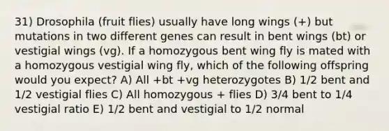 31) Drosophila (fruit flies) usually have long wings (+) but mutations in two different genes can result in bent wings (bt) or vestigial wings (vg). If a homozygous bent wing fly is mated with a homozygous vestigial wing fly, which of the following offspring would you expect? A) All +bt +vg heterozygotes B) 1/2 bent and 1/2 vestigial flies C) All homozygous + flies D) 3/4 bent to 1/4 vestigial ratio E) 1/2 bent and vestigial to 1/2 normal