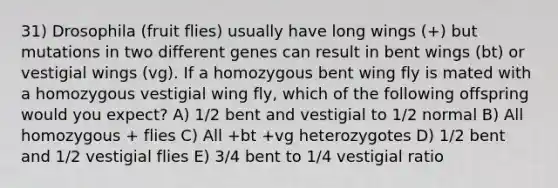 31) Drosophila (fruit flies) usually have long wings (+) but mutations in two different genes can result in bent wings (bt) or vestigial wings (vg). If a homozygous bent wing fly is mated with a homozygous vestigial wing fly, which of the following offspring would you expect? A) 1/2 bent and vestigial to 1/2 normal B) All homozygous + flies C) All +bt +vg heterozygotes D) 1/2 bent and 1/2 vestigial flies E) 3/4 bent to 1/4 vestigial ratio