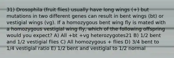 31) Drosophila (fruit flies) usually have long wings (+) but mutations in two different genes can result in bent wings (bt) or vestigial wings (vg). If a homozygous bent wing fly is mated with a homozygous vestigial wing fly, which of the following offspring would you expect? A) All +bt +vg heterozygotes21 B) 1/2 bent and 1/2 vestigial flies C) All homozygous + flies D) 3/4 bent to 1/4 vestigial ratio E) 1/2 bent and vestigial to 1/2 normal