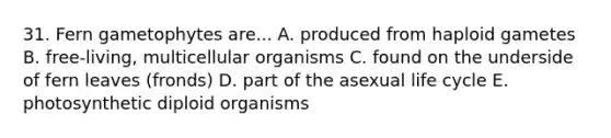 31. Fern gametophytes are... A. produced from haploid gametes B. free-living, multicellular organisms C. found on the underside of fern leaves (fronds) D. part of the asexual life cycle E. photosynthetic diploid organisms