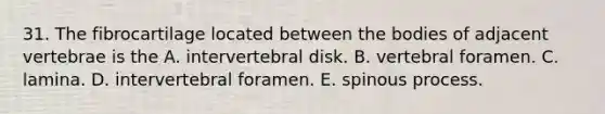 31. The fibrocartilage located between the bodies of adjacent vertebrae is the A. intervertebral disk. B. vertebral foramen. C. lamina. D. intervertebral foramen. E. spinous process.