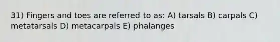 31) Fingers and toes are referred to as: A) tarsals B) carpals C) metatarsals D) metacarpals E) phalanges