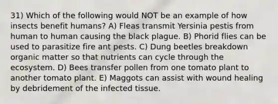 31) Which of the following would NOT be an example of how insects benefit humans? A) Fleas transmit Yersinia pestis from human to human causing the black plague. B) Phorid flies can be used to parasitize fire ant pests. C) Dung beetles breakdown organic matter so that nutrients can cycle through the ecosystem. D) Bees transfer pollen from one tomato plant to another tomato plant. E) Maggots can assist with wound healing by debridement of the infected tissue.